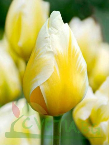  Лале (Tulipa 'Sweet Heart') T155